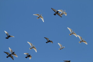 Taubenschwarm am Himmel 