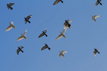 Taubenschwarm am Himmel 