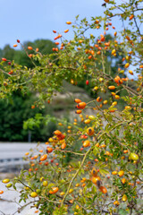 Rose hip plant in front of blurred mountain background.