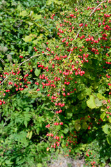 Fototapeta na wymiar Red fruit of Crataegus monogyna, known as hawthorn or single-seeded hawthorn. Branch with Hawthorn berries in garden.