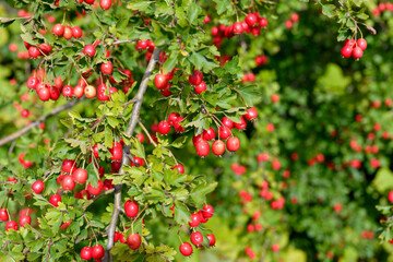 Red fruit of Crataegus monogyna, known as hawthorn or single-seeded hawthorn. Branch with Hawthorn berries in garden.