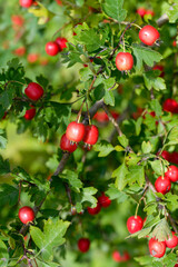Red fruit of Crataegus monogyna, known as hawthorn or single-seeded hawthorn. Branch with Hawthorn berries in garden.