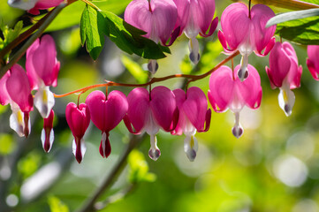 Dicentra spectabilis bleeding heart flowers in hearts shapes in bloom, beautiful Lamprocapnos pink white flowering plant - obrazy, fototapety, plakaty