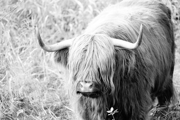 Highland cattle