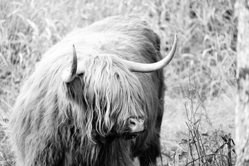 Highland cattle
