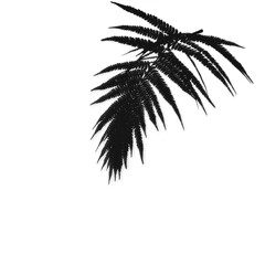 Fototapeta premium Shadow of Fern leaf plant on transparent background. Fern leafs hard light shadow. High resolution, detailed shades.