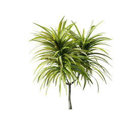 Draceana Cambodiana plant detailed, hi resolution 3d render. Isolated Draceana Cambodiana plant