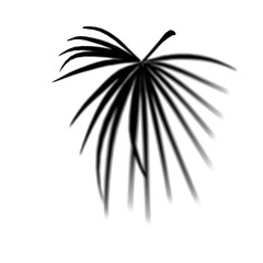 Shadow of palm leaf plant on transparent background. palm leafs hard light shadow. High resolution, detailed shades.
