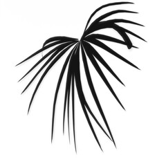 Shadow of palm leaf plant on transparent background. palm leafs hard light shadow. High resolution, detailed shades.