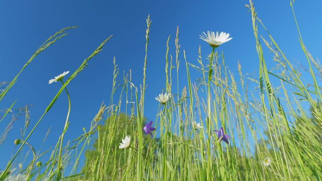 Daisy swaying in wind. Field of white daisies in the wind swaying. Spring meadow. Slow motion.