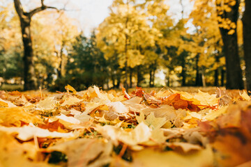 Yellow and orange fallen autumn leaves on the grass in the sunny morning light.