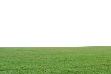 Green field as a background.  Green grass in spring isolated on white background.