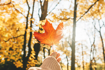 A hand holding a yellow autumn leaf close-up in sunlight. Autumn leaves in the park. Autumn...