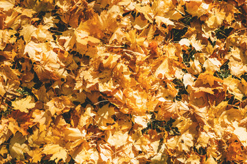 Yellow and orange fallen autumn leaves on the grass. Autumn concept