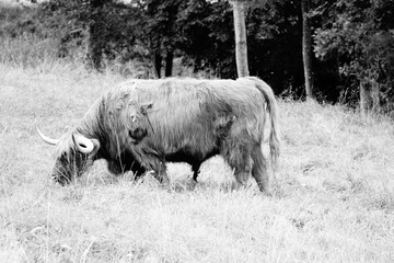 Highland cattle