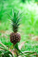 wild growing pineapple found in costa rica