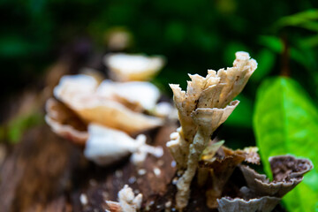 fungi with interesting shapes growing on wood in costa rica