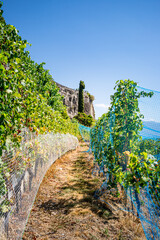 Fototapeta premium Le Vignoble de Lavaux calssé au patrimoine mondial de l'humanité en Suisse