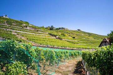 Le Vignoble de Lavaux classé au patrimoine mondial de l'humanité en Suisse