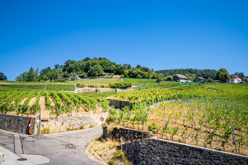 Fototapeta na wymiar Le Vignoble de Lavaux calssé au patrimoine mondial de l'humanité en Suisse