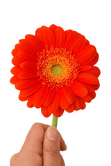Hand holding orange gerbera flower  isolated on transparency photo png file 