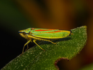 Graphocephala fennahi Rhododendron leafhopper green and orange leafhopper, with copy space, Germany