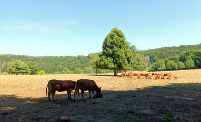 Kühe grasen auf einer Weide in der Eifel bei Rieden im Landkreis Mayen-Koblenz an einem heißen...