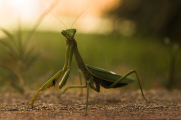 mantis sobre fondo verde natural 