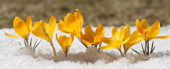 Spring flowers grow under the snow, a beautiful composition for Easter cards. Yellow crocuses in...
