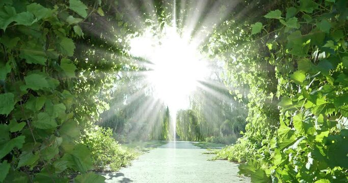 Angel light. Garden of Eden. Bright road to heaven. Post-mortem experiences. Divine radiance, amazing beautiful tunnel of grape leaves that flutter in wind and unearthly light shines from the sky