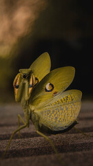 mantis religiosa con alas abiertas 