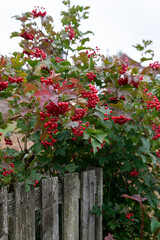  Bunch of red viburnum berries on  branch.