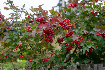 Fototapeta premium Bunch of red viburnum berries on branch.