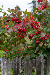  Viburnum opulus berries and leaves outdoor in autumn fall.