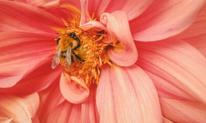 Obraz na płótnie Canvas Bee on Flower