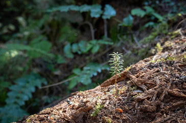 Nurse log regrowth