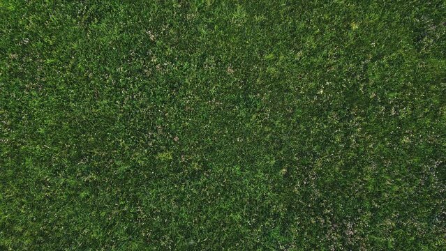 Nature concept. Aerial top down view of fresh green grass in meadow during sunset summer time. Dark and green meadow grass. Nature background 