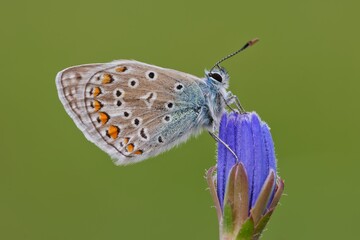 butterfly on a flower