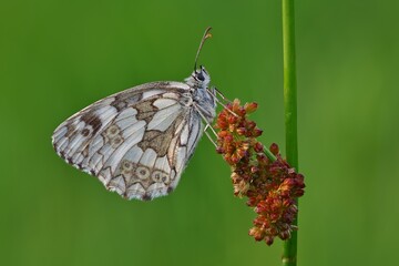 butterfly on plant