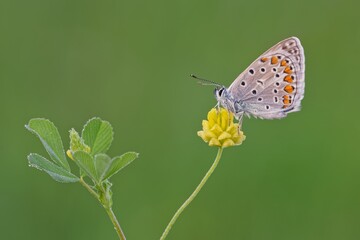 butterfly on flower