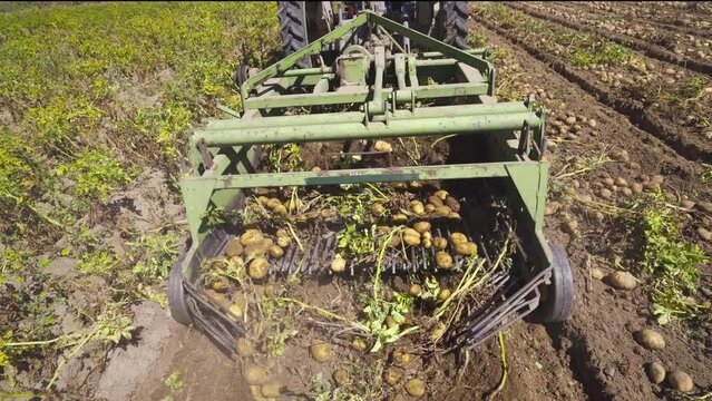 Threshing machine. Gathering potatoes in the field.
The threshing machine is working, which removes the potato from the soil by its stem.
