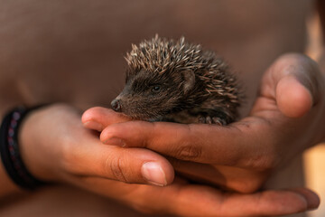 Environment protection: Little animal - cute hedgehog in human hand, selective focus