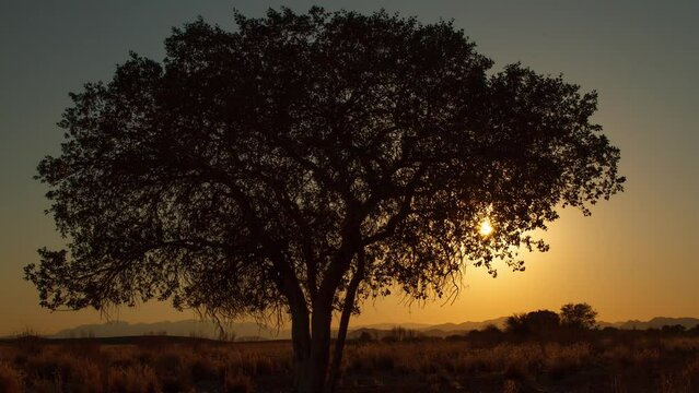 Time lapse of the sun rising behind a tree in Namibia.