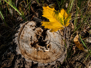 Maple leaf on an old tree stump