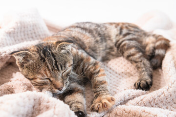 Sleeping domestic cat on a beige plaid in the house. Striped pet.
