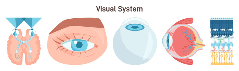Human vision system. Eyeball anatomy, visual organ systems.