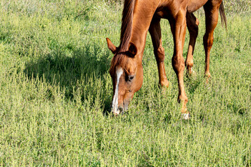 A chestnut horse with a blaze grazing in a pasture with ragweed.