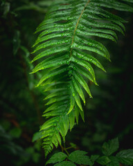 fern leaf, Hoh Rainforest © Josh