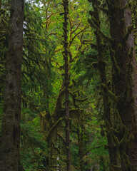 tree in the hoh rainforest