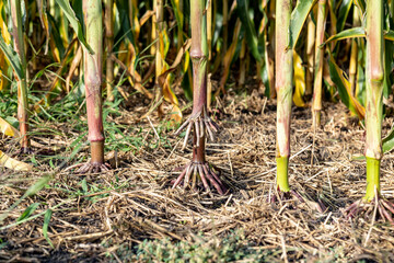 A row of field corn on a farm showing the brace roots and aerial roots.